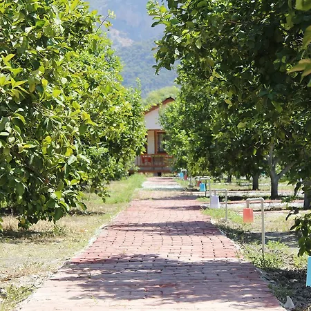Campsite Lemon Camping Bungolows