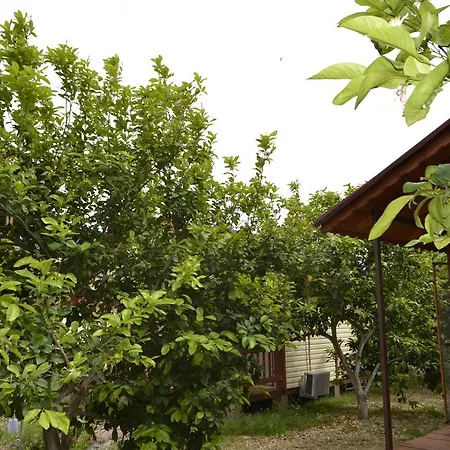 Lemon Camping Bungolows Campsite