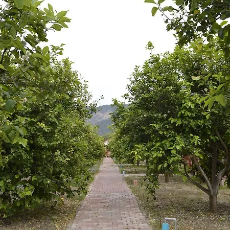 Lemon Camping Bungolows Campsite *