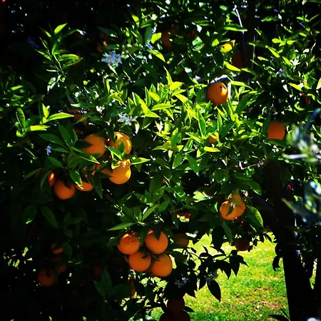 Lemon Camping Bungolows